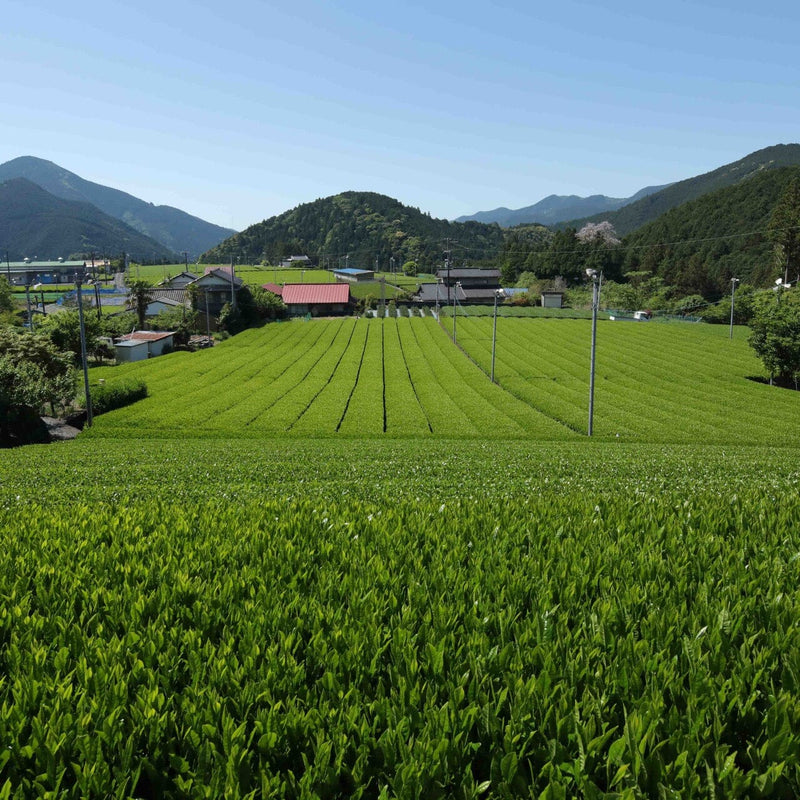 A lush green tea plantation with rows of tea bushes stretches towards a few houses and power lines in the background, set against a backdrop of mountains under a clear blue sky in the scenic Kawane region, known for its exquisite light-steamed Kawane Shincha from Rishi Tea & Botanicals.