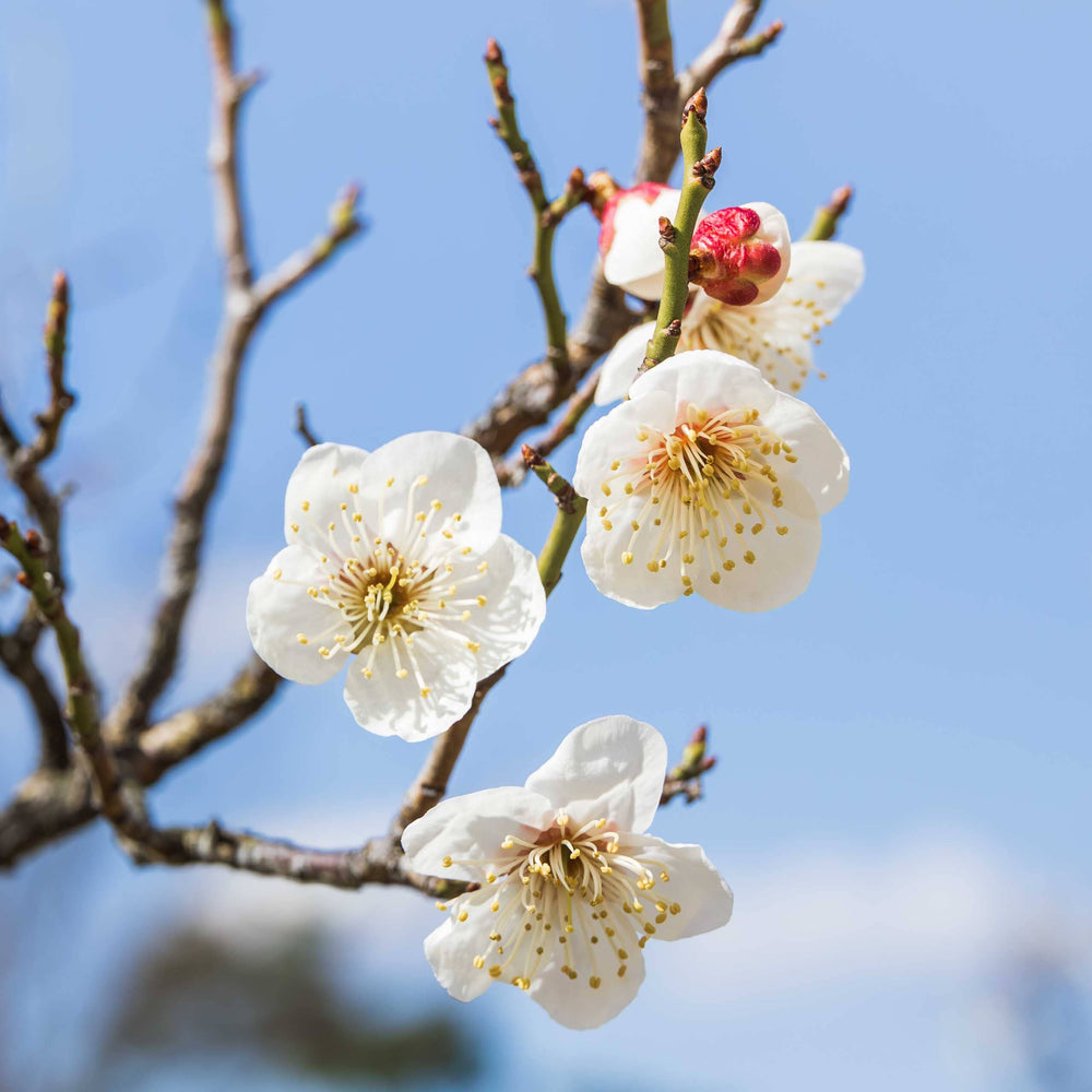 Plum Blossom Black Tea