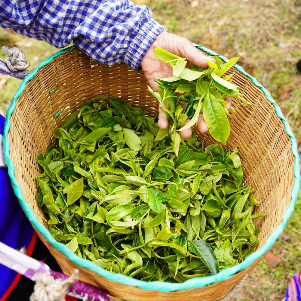 Green Tuocha  The Tao Of Tea