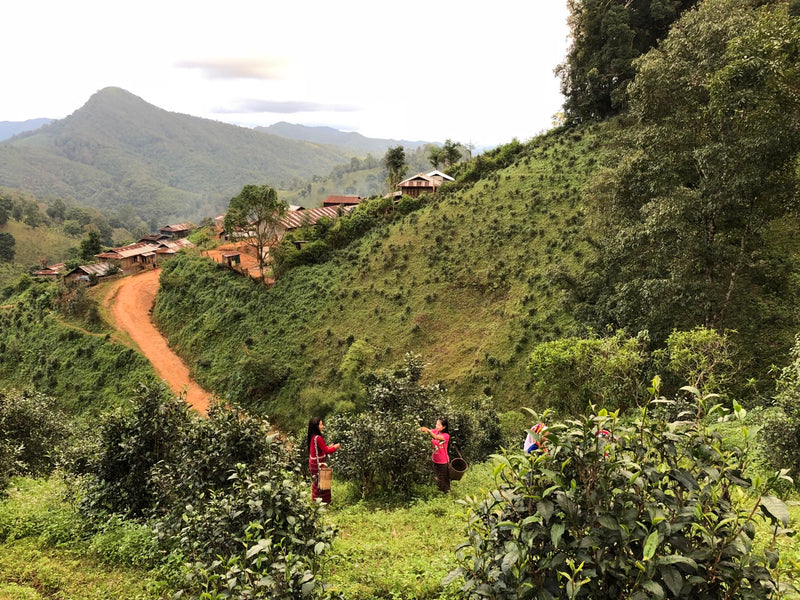 Shan State, Myanmar | Rishi Tea