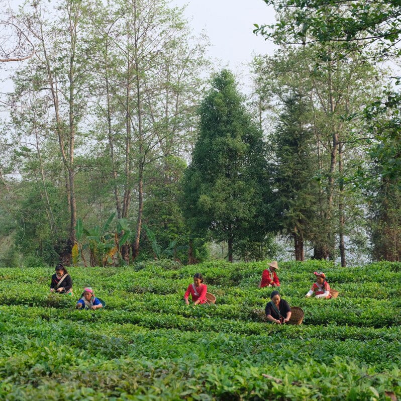 Osmanthus Black Tea